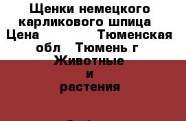 Щенки немецкого карликового шпица › Цена ­ 20 000 - Тюменская обл., Тюмень г. Животные и растения » Собаки   . Тюменская обл.,Тюмень г.